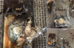 Reliance Jio 4G Lyf smartphone exploded, burst into flames; pictures go